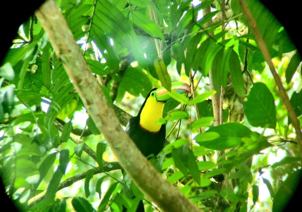 Wildlife Art Tortuguero Ξενοδοχείο Εξωτερικό φωτογραφία