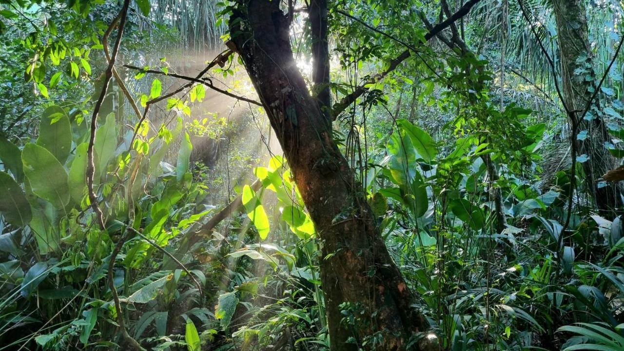 Wildlife Art Tortuguero Ξενοδοχείο Εξωτερικό φωτογραφία