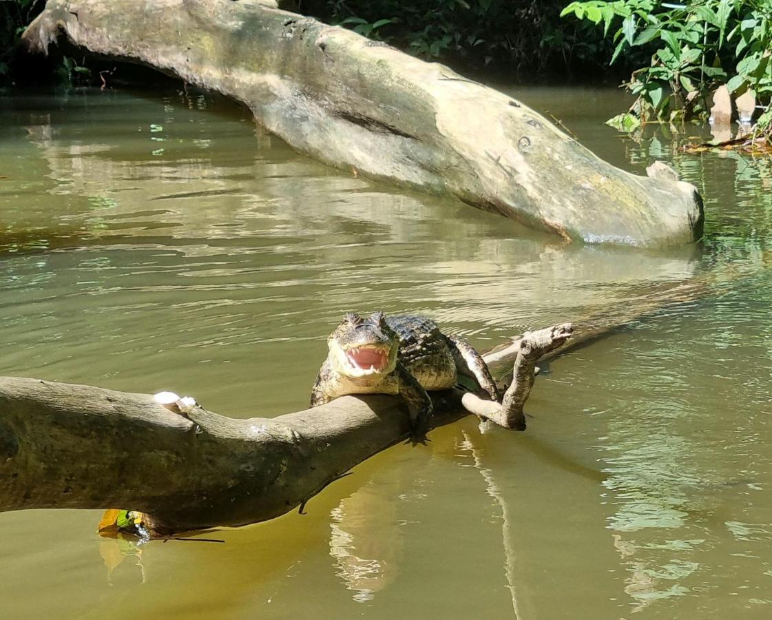 Wildlife Art Tortuguero Ξενοδοχείο Εξωτερικό φωτογραφία