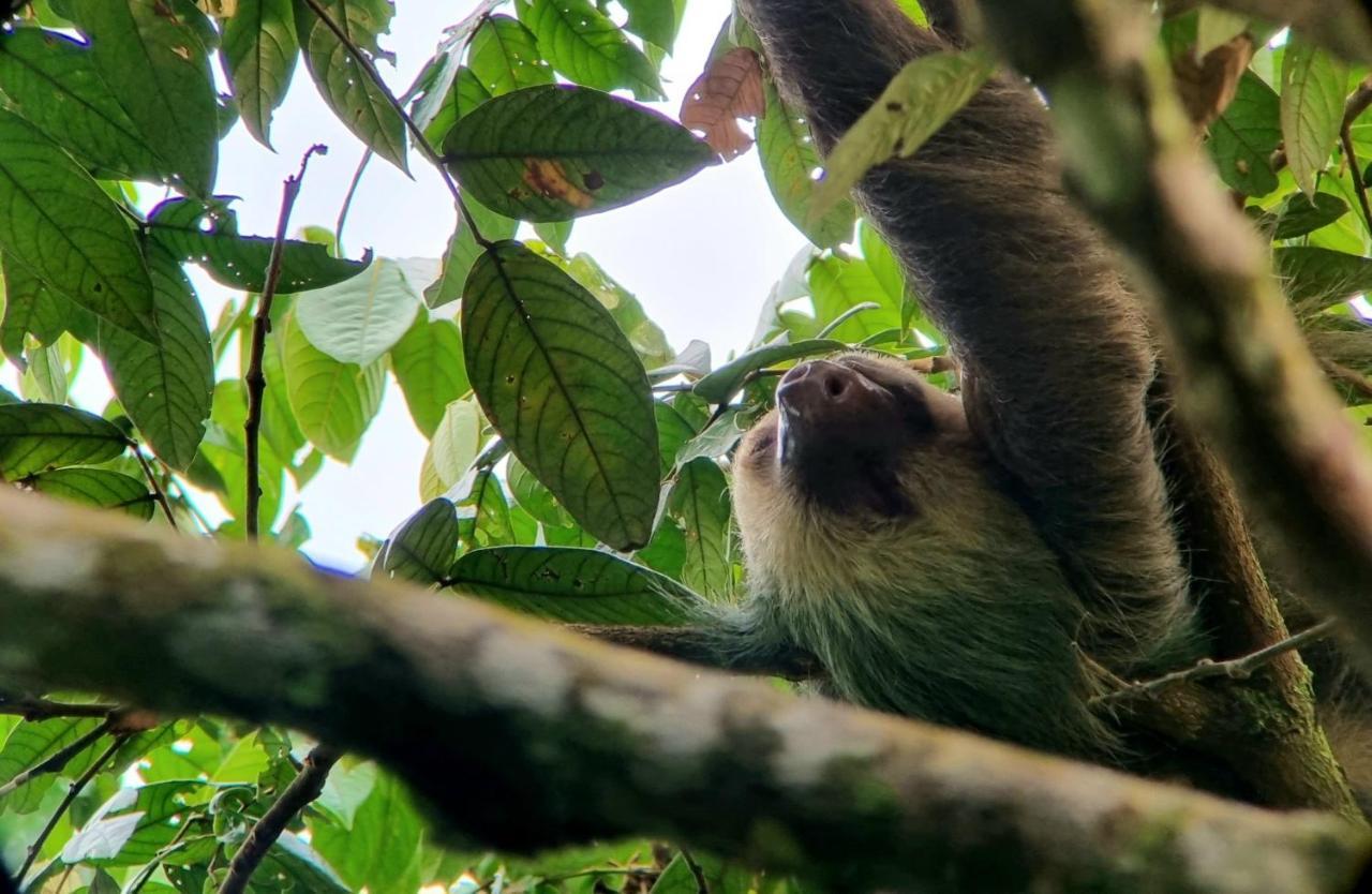 Wildlife Art Tortuguero Ξενοδοχείο Εξωτερικό φωτογραφία