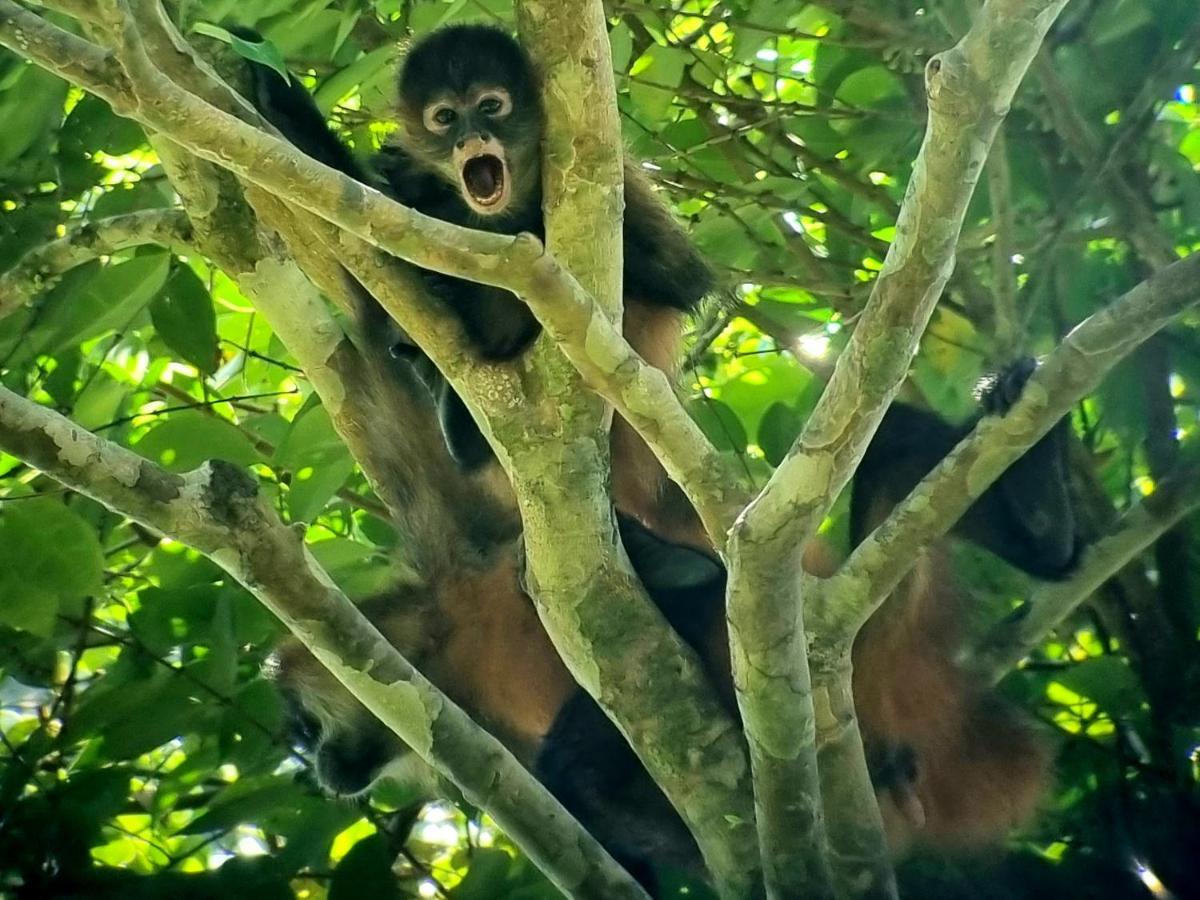 Wildlife Art Tortuguero Ξενοδοχείο Εξωτερικό φωτογραφία