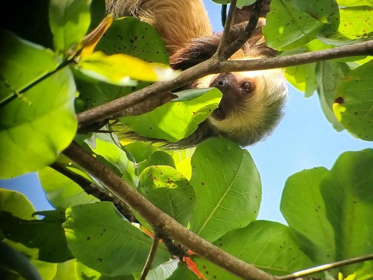 Wildlife Art Tortuguero Ξενοδοχείο Εξωτερικό φωτογραφία