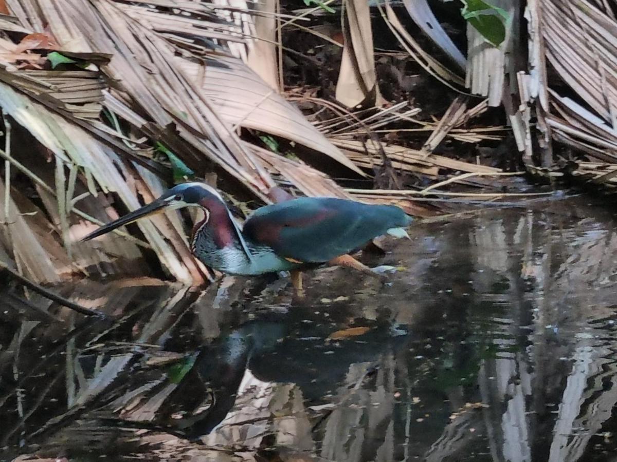 Wildlife Art Tortuguero Ξενοδοχείο Εξωτερικό φωτογραφία