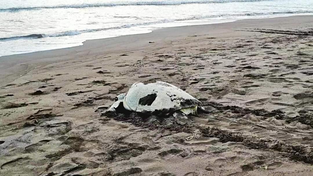 Wildlife Art Tortuguero Ξενοδοχείο Εξωτερικό φωτογραφία