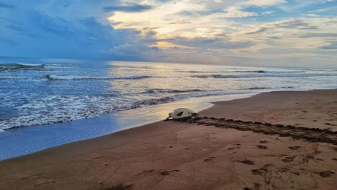 Wildlife Art Tortuguero Ξενοδοχείο Εξωτερικό φωτογραφία