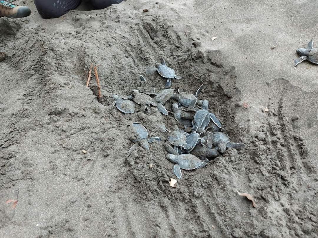 Wildlife Art Tortuguero Ξενοδοχείο Εξωτερικό φωτογραφία